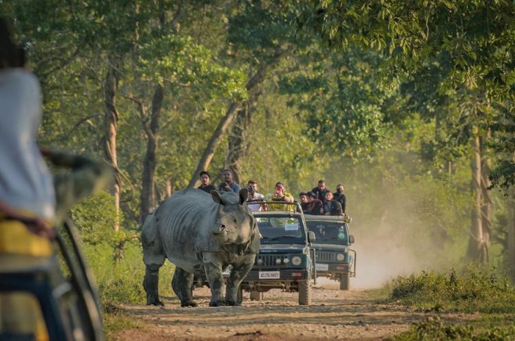 Tourists on Safari rides at Kaziranga National Park
